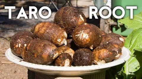 What Is Taro Root?